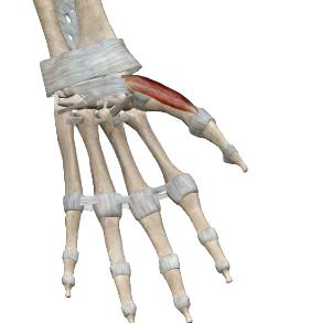 <p>Opposant du pouce</p>