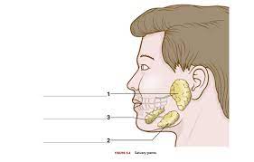 <p>Parotid, sublingual, and submandibular glands that excrete saliva</p>