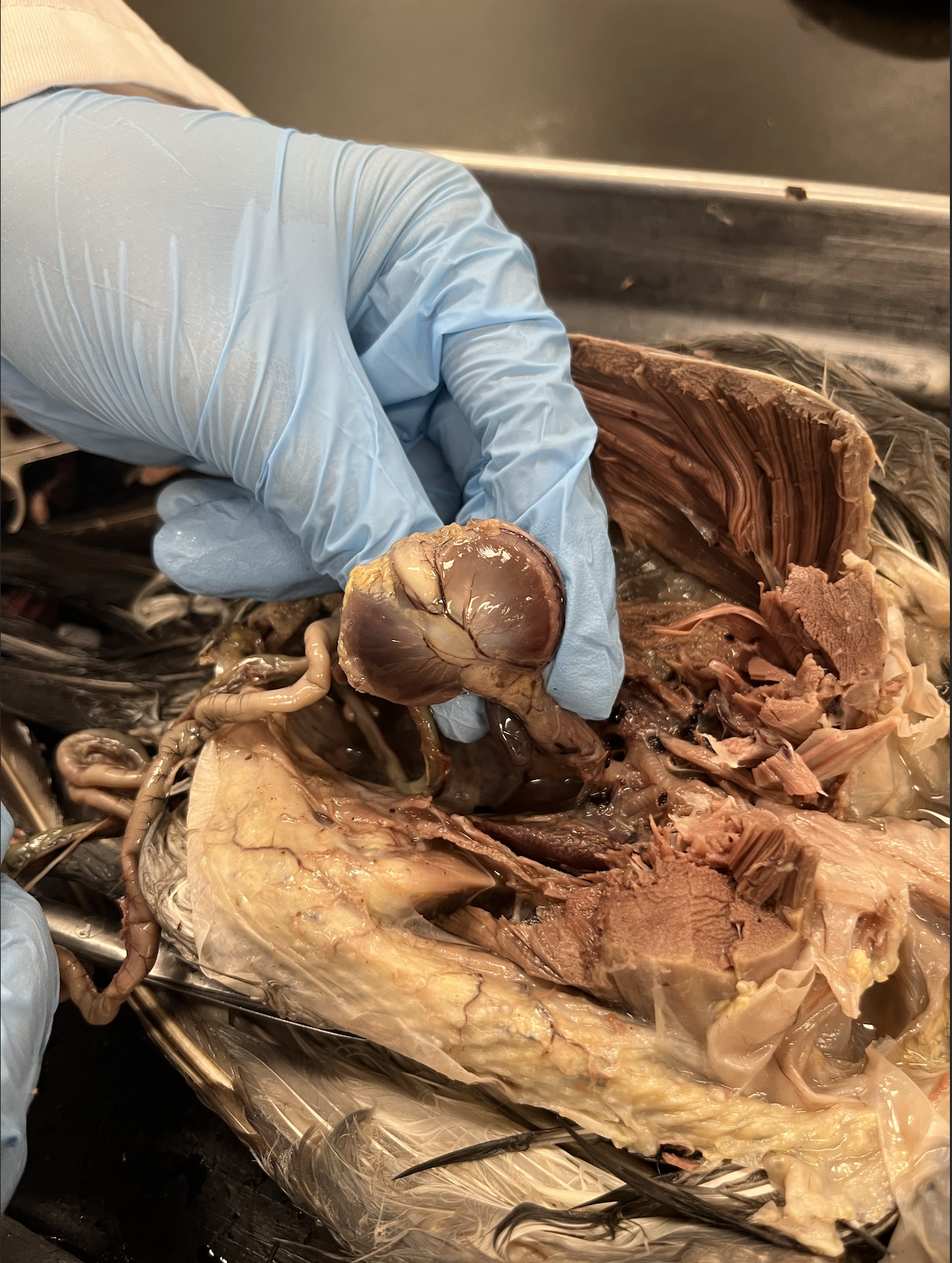 <p>what specimen is this?</p><p>what is shown in the photo?</p>