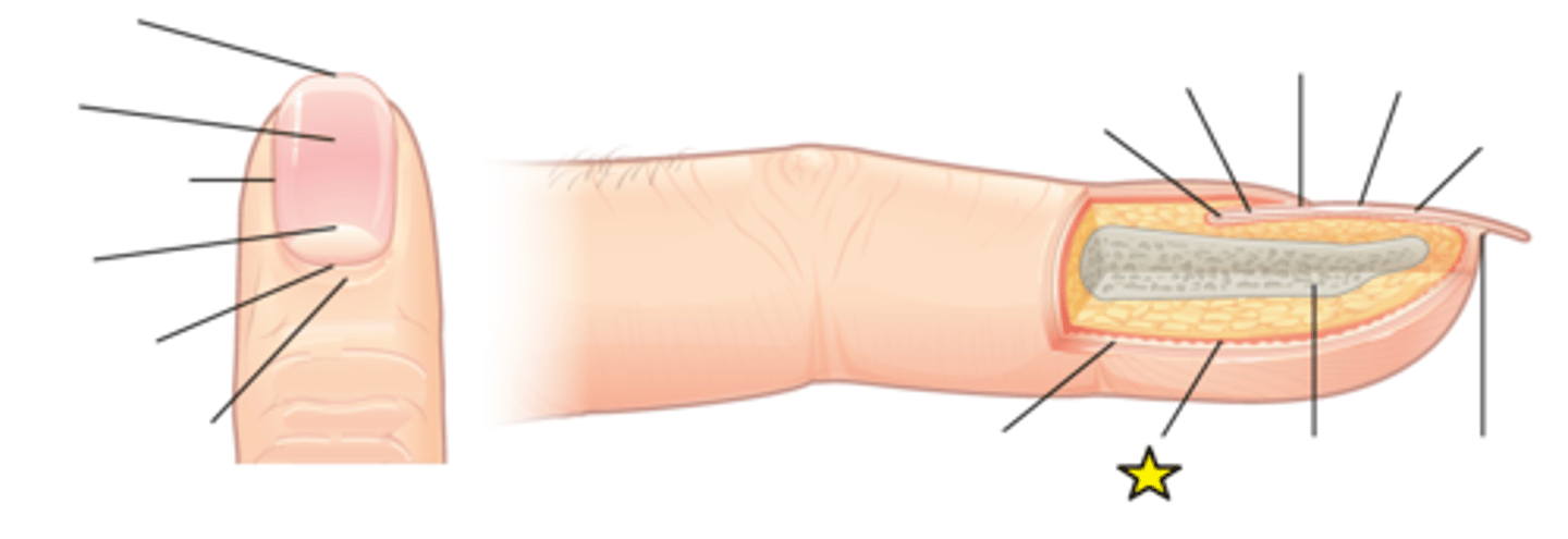 <p>The middle layer of skin. Contains hair follicles, collagen, blood vessels (vascular), nerve endings, glands, sensory receptors, and smooth muscle.</p>