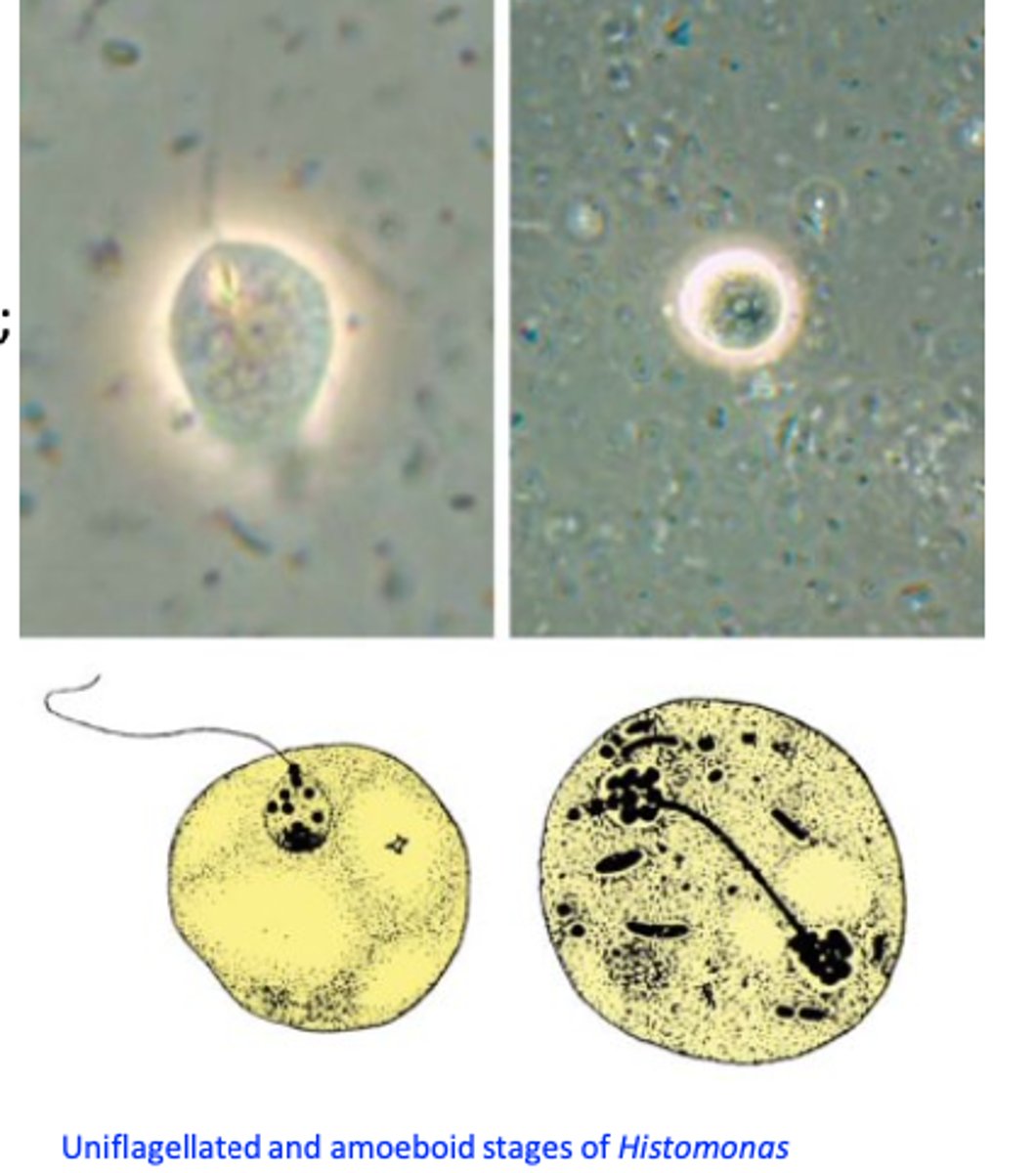 <p>Pleomorphic: its appearance depends on location;</p><p>• Caecal lumen form</p><p>• Tissue form (wall of caeca/liver)</p><p>• A cyst-like form has been described recently in cultures;</p><p>• A 3 μm form exists in the eggs of H. gallinarum;</p>