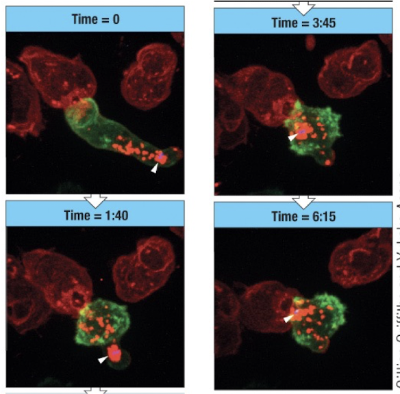 <ul><li><p>T=0 cell contact</p></li><li><p>1:40 - granules and mTOC move towards immunological synapse</p></li><li><p>3:45 - MYOC approches interface</p></li><li><p>6:15 - large accumulation of granules with MTOC at interface</p></li><li><p>40 mins - granules have been released and cell is apoptotic</p></li></ul><p>CTLs synthesize more cytotoxic proteins after encounter with antigen</p><p>apoptotic cells are reconized and ingested by macrophages</p><p></p>