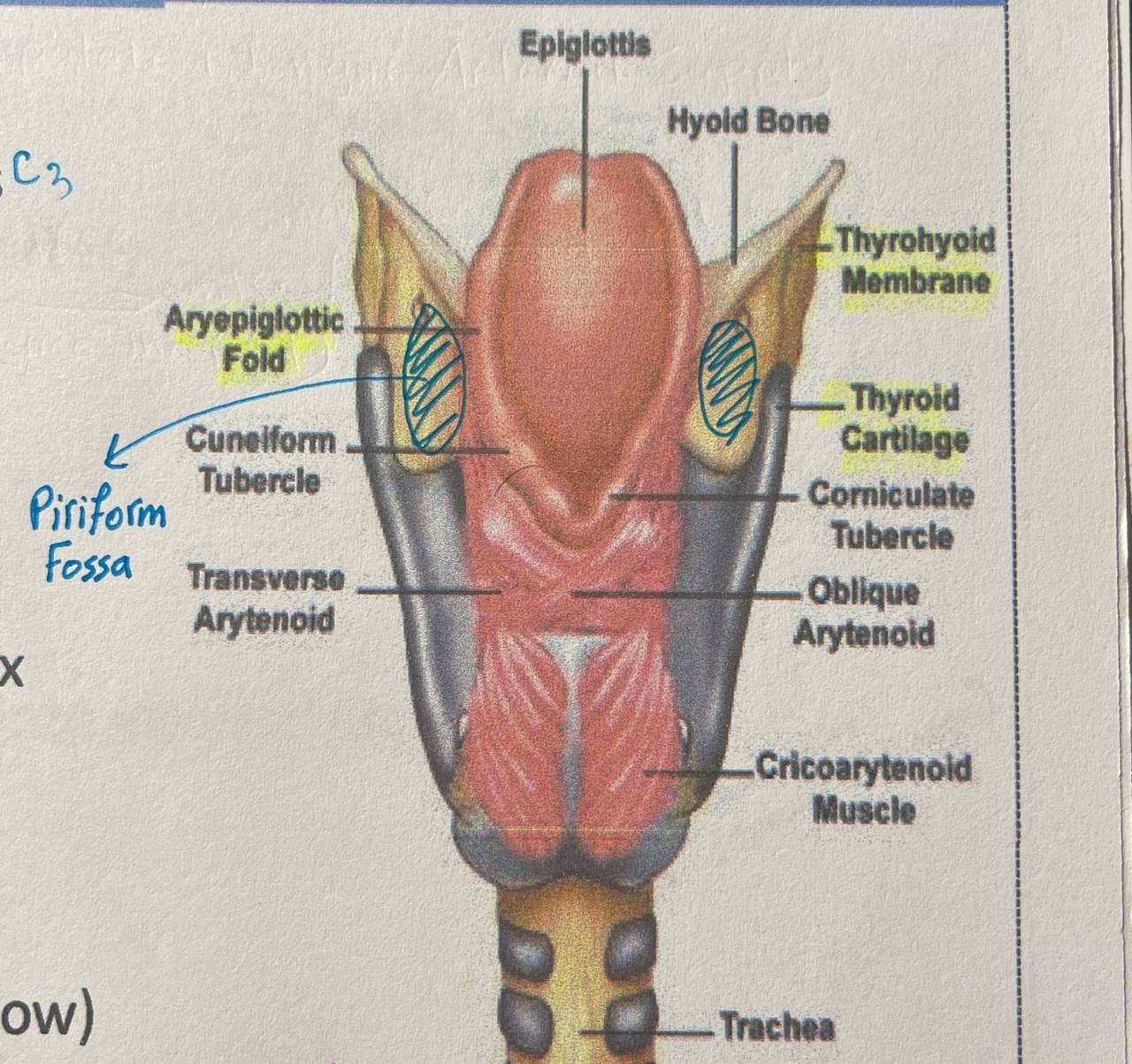 <p>piriform fossa</p>