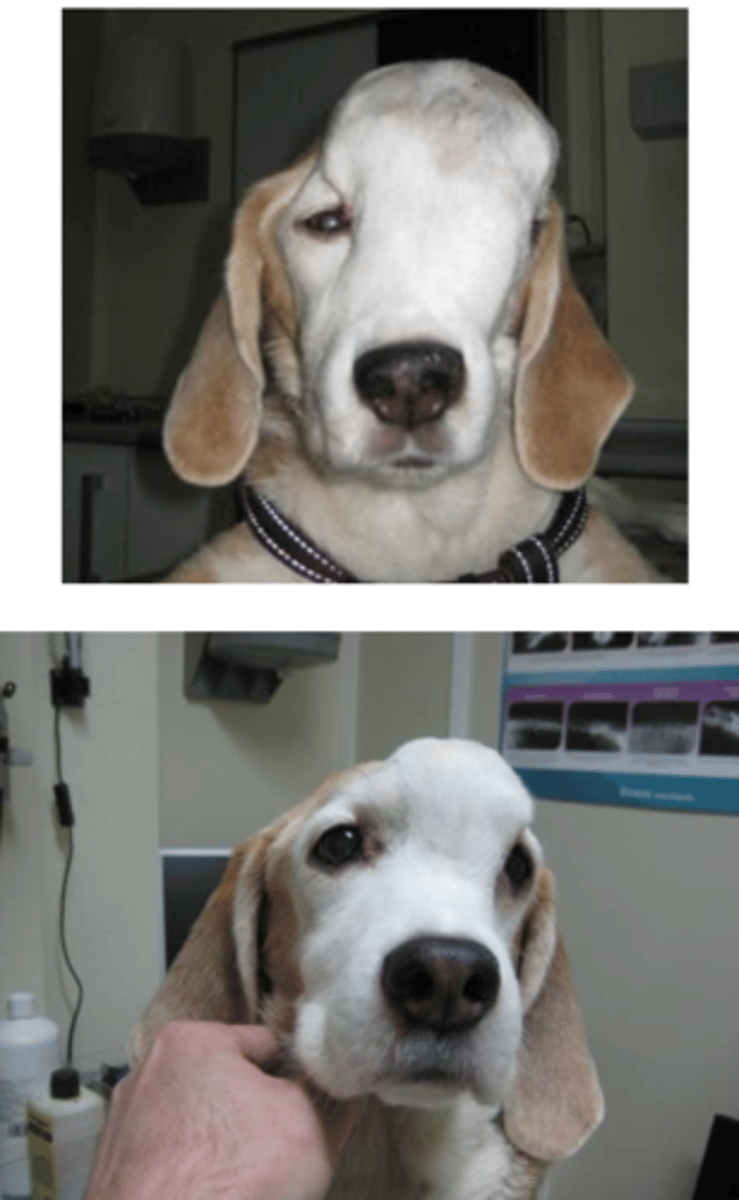 <p>this is an issue with what part of the animal?</p>