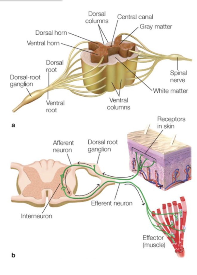 <p><span><span>Each segment of the vertebral column gives rise to peripheral (spinal) nerves that innervate the body.</span></span></p><p><span><span>Sensory signal enter the spinal cord via </span></span><span style="color: rgb(131, 157, 255);"><strong><span>the dorsal horn</span></strong></span><span><span> (</span><em><span>afferent</span></em><span> signals – towards the CNS) and leave it via </span></span><span style="color: rgb(226, 46, 65);"><strong><span>the ventral horn</span></strong></span><span><span> (</span><em><span>efferent</span></em><span> signals – away from the CNS).</span></span></p><p><span><span>Some signals go directly from the dorsal to the ventral horn, via an</span></span><br><span><em><span>interneuron</span></em><span> (e.g., spinal reflexes like the knee jerk).</span></span></p>