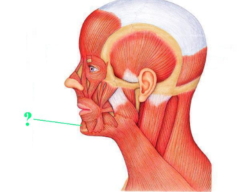 <p><span>Identify the indicated muscle.</span></p>