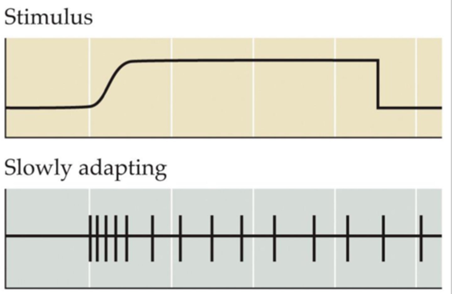 <p>Exhibit more sustained responses to continuous pressure.<br><br>May be important for shape vs. size perception</p>