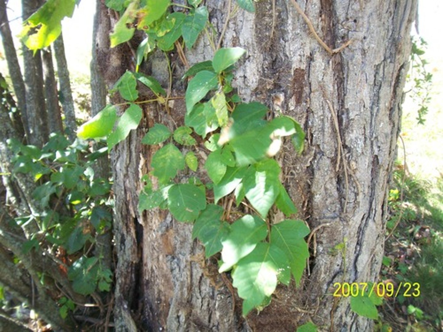 <p>grows on trees and on the ground; some have allergic reactions</p>