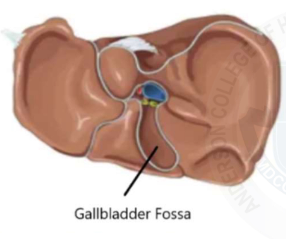 <p>Gall bladder fossa </p><p>Posteroinferior side of liver</p><p>Look for the Main Lobar Fissure(MLF) as a landmark </p>
