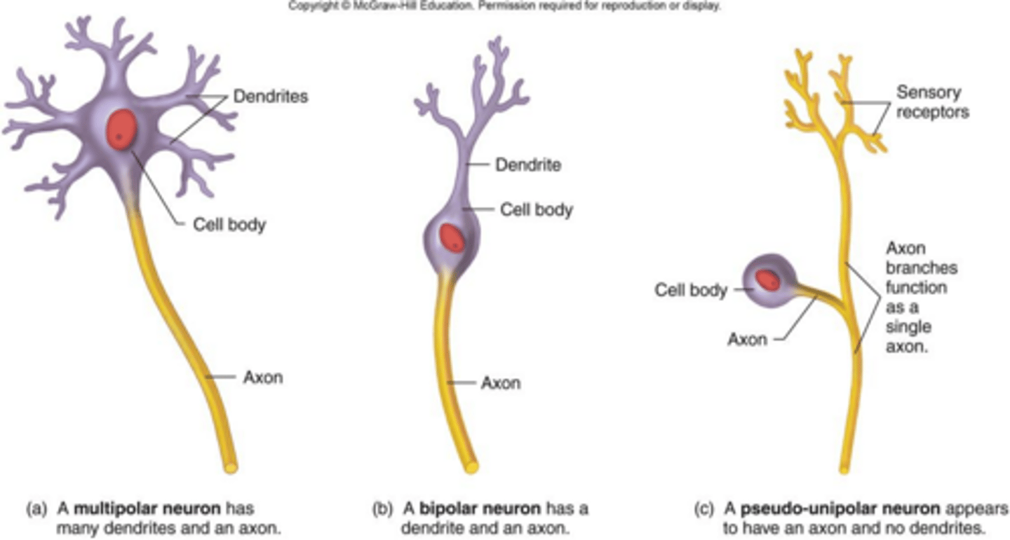<p>Multipolar, bipolar, and pseudo-unipolar neurons.</p>