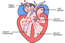 <p>3rd ventricle in hearts of turtles and scaled reptiles</p><ul><li><p>helpes separating deoxygen/oxygen blood</p></li></ul><p></p>