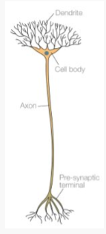 <ul><li><p>Found in between sensory input and motor output</p></li><li><p>Found in the brain and spinal cord and allow sensory and motor neurons to communicate</p></li></ul>