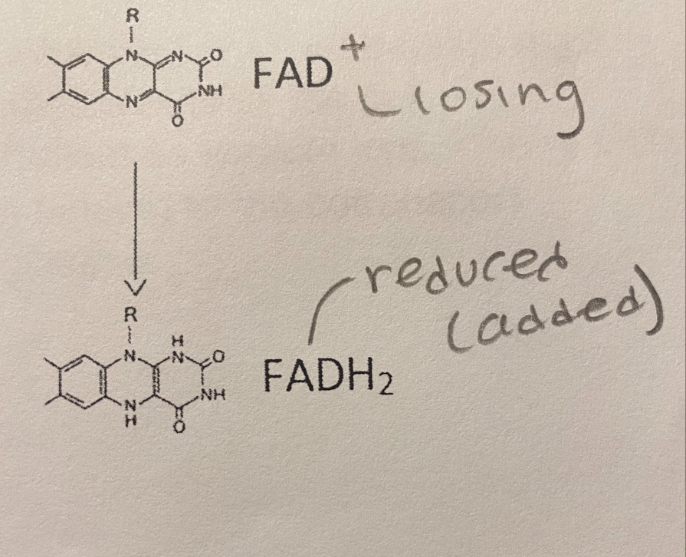 <p>In the reaction illustration to the right, FADS is _______ and FADH2 is _________. </p><p>A. Reduced; the oxidizing agent</p><p>B. The oxidizing agent; reduced </p><p>C. Oxidized; the oxidizing agent </p><p>D. The reducing agent; oxidized</p><p>E. The reducing agent; reduced</p>