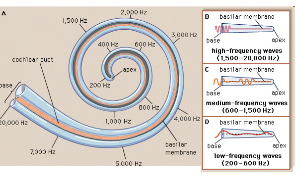 <p>the map to show where on the cochlear the basal membrane flexes for certian frequencies</p>