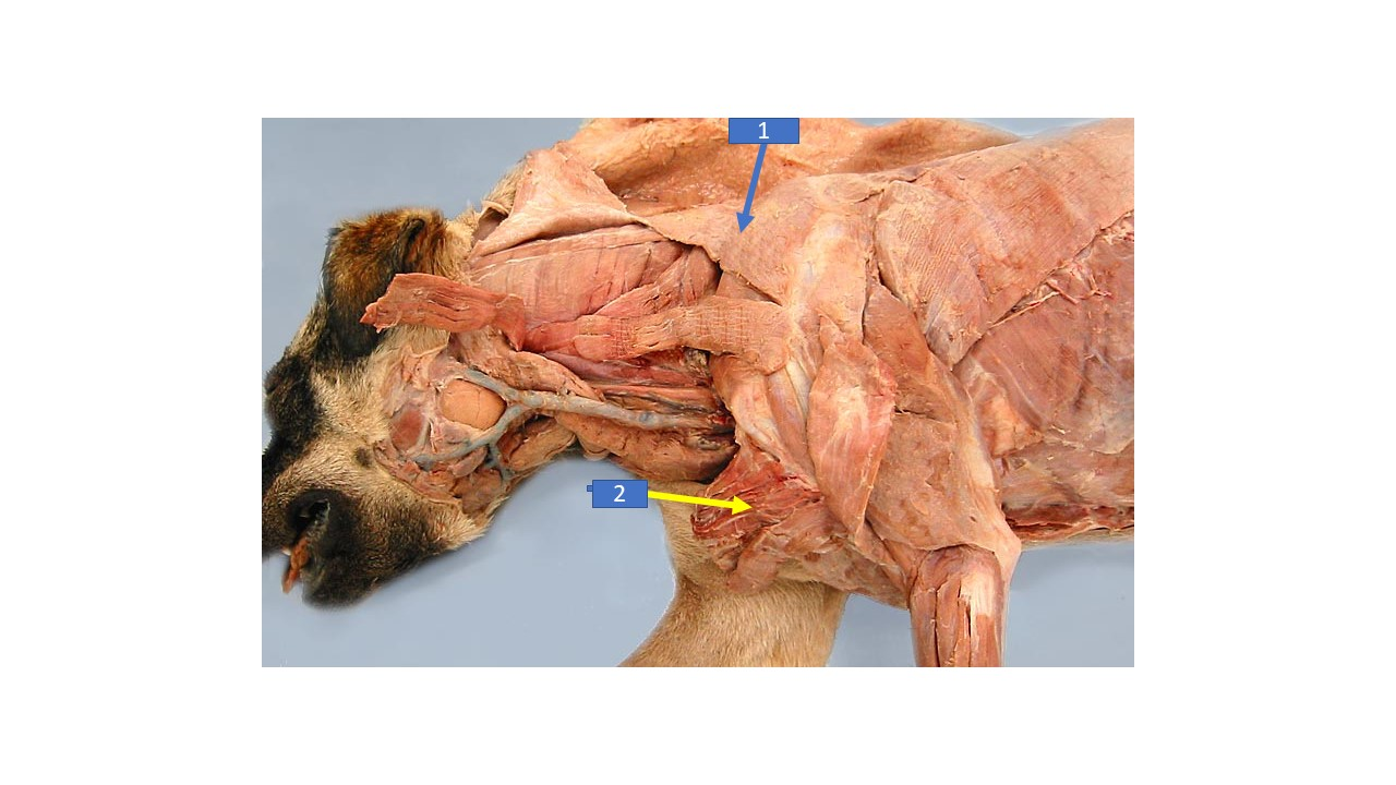<p>What is the extrinsic muscle labeled 2 in the diagram?</p>