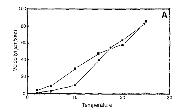 <p>Velocity increases linearly with temperature.</p>