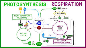 <p><span>Photosynthesis in plants produces oxygen and glucose using sunlight. Cellular Respiration in animals then uses that oxygen and glucose to produce energy, releasing carbon dioxide and water, which are then used again by plants in photosynthesis. The cycle continues.&nbsp;</span></p>