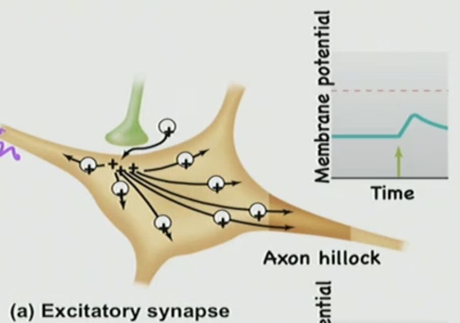 <p>Excitatory(Depolarize) Post-Synaptic (occurring on the target tissue post-synaptic cell) Potential: <strong><u>EPSP</u></strong></p>