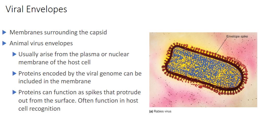 <p>The nucleocapsids of many animal viruses, some plant viruses, and at least one bacterial virus are surrounded by an outer membranous layer called an envelope (figure 18.26). Animal virus envelopes usually arise from the plasma or nuclear membranes of the host cell. Envelope lipids and carbohydrates are therefore acquired from the host.</p>