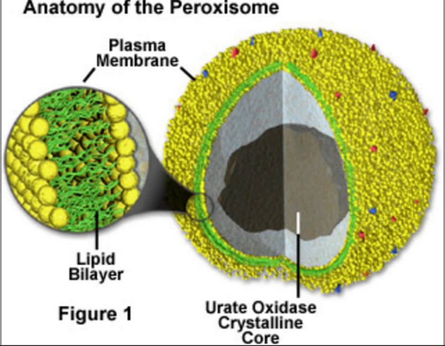 <p>It is a membrane compartment that contain enzymes that remove hydrogens from certain substrates and transfer them to oxygens, creating H2O2 (hydrogen peroxide).</p>