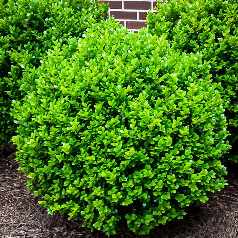 <p><em>Buxus</em></p>