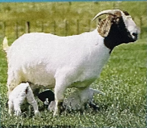 <p>Meat; large, fast growing in us, excellent carcass, 150% kidding rate</p>