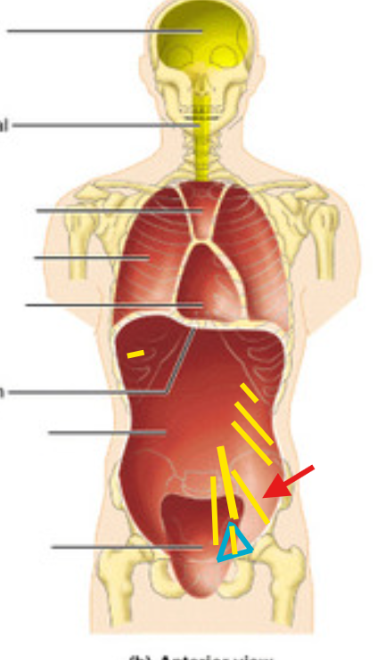 <p>What is this structure?</p>