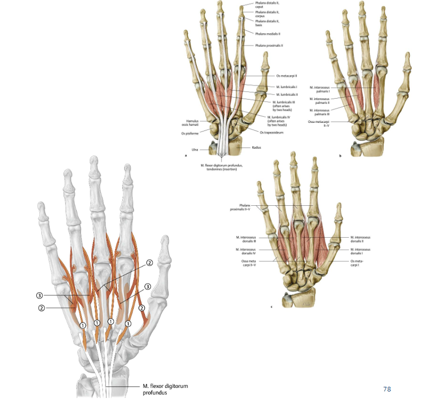 <p>O: radiale zijden van de pezen van m. flexor digitorum profundus</p><p>I: </p><ul><li><p>I: Dorale aponeurose van digit II</p></li><li><p>II: dorale aponeurose van digit III</p></li><li><p>III: dorale aponeurose van digit IV</p></li><li><p>IV: dorale aponeurose van digit V (draaien alleen langst radiaal rondom het MCP gewricht )</p></li></ul><p>Functie:</p><ul><li><p>MCP II-V: <strong>flexie</strong></p></li><li><p>PIP en DIP: <strong>extensie</strong></p></li></ul><p>Innervatie:</p><ul><li><p>I en II: n. medianus</p></li><li><p>III en IV: n. ulnaris </p></li></ul><p></p>