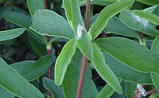 <p><em>Cistus </em><span>sp. </span></p>
