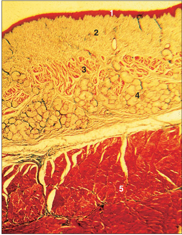 <p>Identify the structure:</p><p>Specie:</p><p>Parts:</p><p>1.__ 2.__ 3.__ 4.__ 5.__</p><p>Stain used:</p>