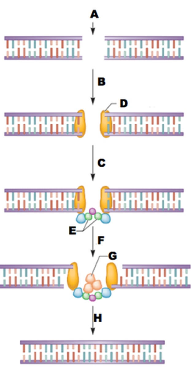 <p>•Simple joining of the two broken ends<br>•All phases of the cell cycle<br>•No template used<br>•Error prone<br>•Loss of nucleotides possible</p>
