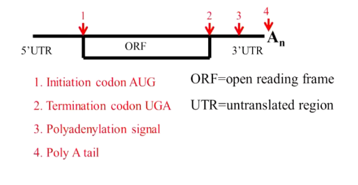 <ul><li><p>﻿﻿on the 5' end there is the 5' untranslated region (found before the start codon)</p></li><li><p>﻿﻿on the 3' end there is the 3 untranslated region (found after the termination codon)</p></li><li><p>﻿﻿in the middle there is the open reading frame which codes for the aminoacids from the start to termination codons</p></li><li><p>﻿﻿have a polyadenylation signal</p></li><li><p>﻿﻿have a poly- A tail: at the end of the 3' this helps scientist seperate mRNA from other RNA</p></li></ul><p></p>