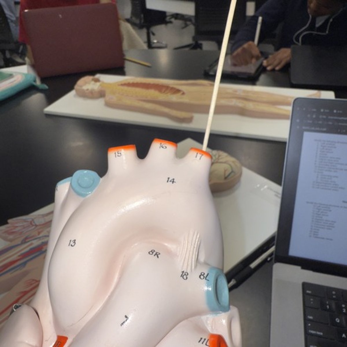 <p>Identify the structure.</p>