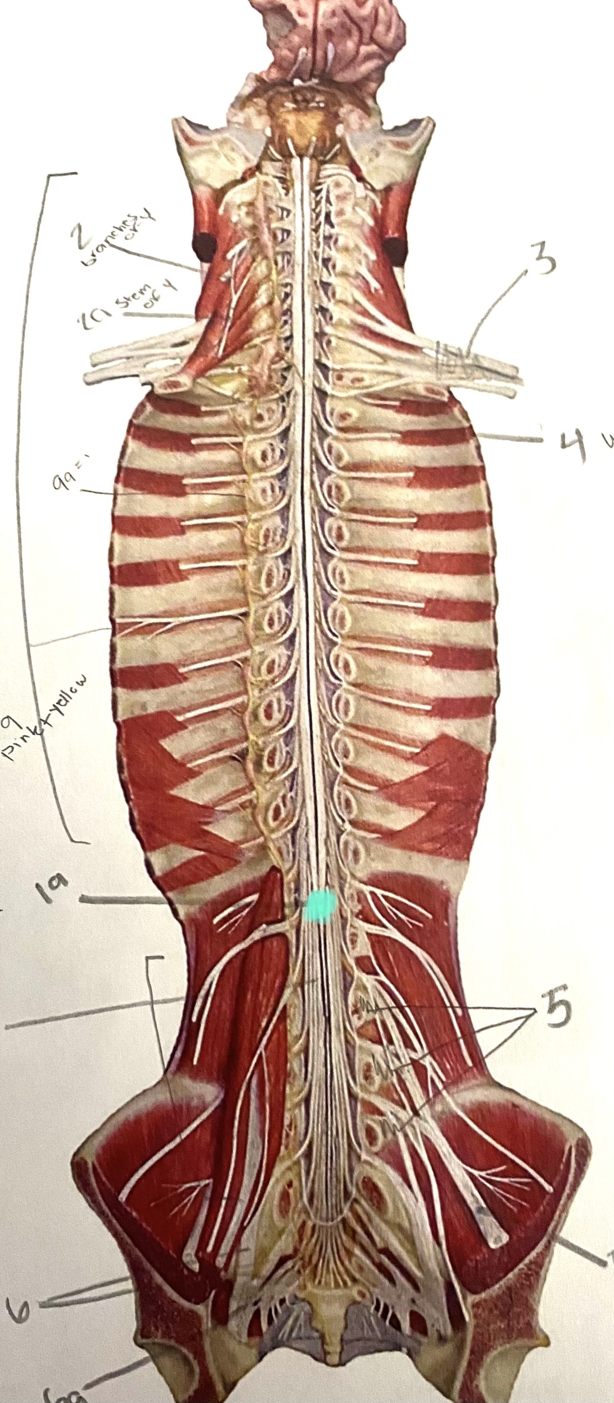 knowt flashcard image