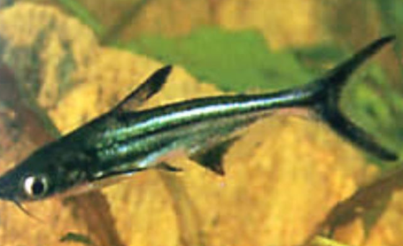 <ol><li><p>Identify the host</p></li><li><p>Parasite in host</p></li><li><p>Location of parasite</p></li><li><p>Distribution of parasite</p></li></ol><p></p>