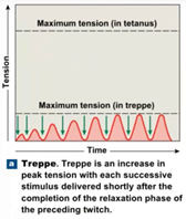 <p>muscle fiber still recovers fully between twitches but each builds more tension than the one before</p>