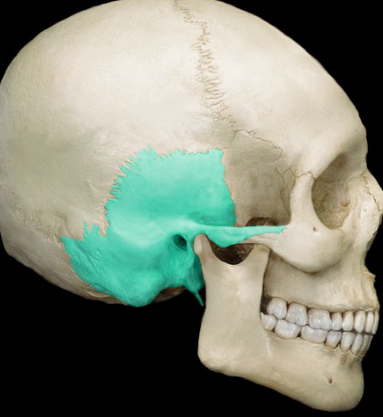 <p>side of the human cranium (ear)</p>
