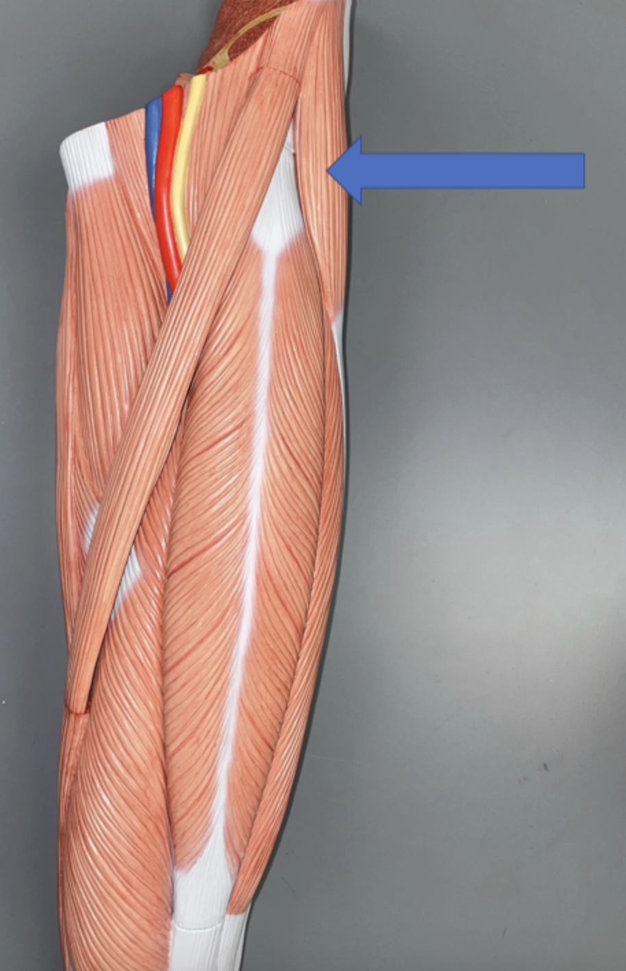 <p>muscle name &amp; action</p>