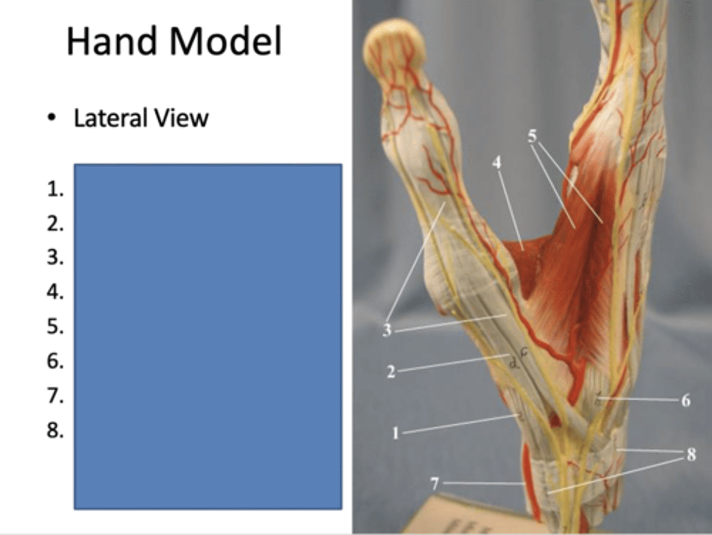 <p>fills posterior side of thumb space (space between 1st and 2nd metacarpal bones)</p>