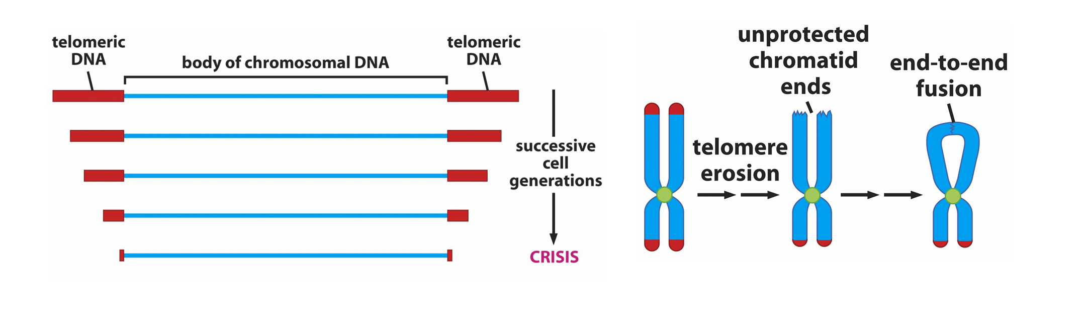 <ol><li><p>ability to grow in lab cultures(in vitro) for long periods of time; in exposure to serum growth factor non transformed cells only can go through about 25 cell division(Hay Flicks limit) due to telomere shortening→cells that are transformed express telomerase which repairs telomeres and is usually only found in stem and embryonic cells but many cancers experience reactivation of the gene</p></li><li><p>reduced requirement for growth factors via ability to make their own GF via autocrine growth or by increasing growth factor receptors or mutating gene functioning in GF receptor pathways such that the signaling cascade is permanently switched on as with Ras and Braf</p></li><li><p>anchorage independence: most cells minus red blood cells wont grow unless attached to solid support and normal cell in vitro will stop dividing once a monolayer of cells is formed whereas transformed cells will continue dividing on top of one another</p></li><li><p>altered morphology: normal cells adopt a fully flattened confirmation in culture whereas transformed cells become more rounded or adopt a spindle morphology which relates to cytoskeleton changes of disorganization and flexibility</p></li><li><p>loss of contact inhibition: normal cells cease to divide when in contact with other cells on all sides</p></li><li><p>ability to form tumours in immunocompromised mice which are those that lack T Cells by blocking thymus development which is where T cells develop</p></li></ol><p></p>