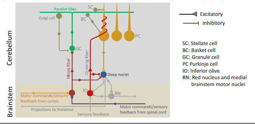 <p>1.) Mossy fibers + parallel fiber</p><p>2.) Climbing fibers</p>
