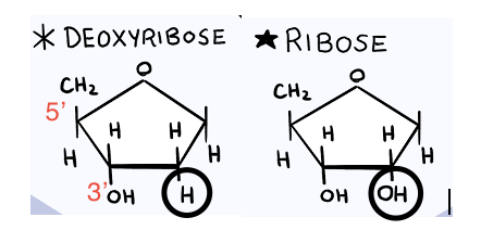 <p>DNA- deoxyribose, thymine, double polynucleotide</p><p>RNA- ribose, uracil, single polynucleotide</p><p>purines- adenine and guanine/ <mark data-color="yellow" style="background-color: yellow; color: inherit">nitrogenous base + 2 organic rings</mark></p><p>pyrimidines- thymine and cytosine/ <mark data-color="yellow" style="background-color: yellow; color: inherit">nitrogenous base + 1 organic ring</mark></p><p></p><p>Adenine and Thymine- 2 hydrogen bonds</p><p>Guanine and Cytosine- 3 hydrogen bonds</p>