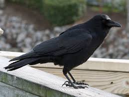 <p>What bird is this?</p>