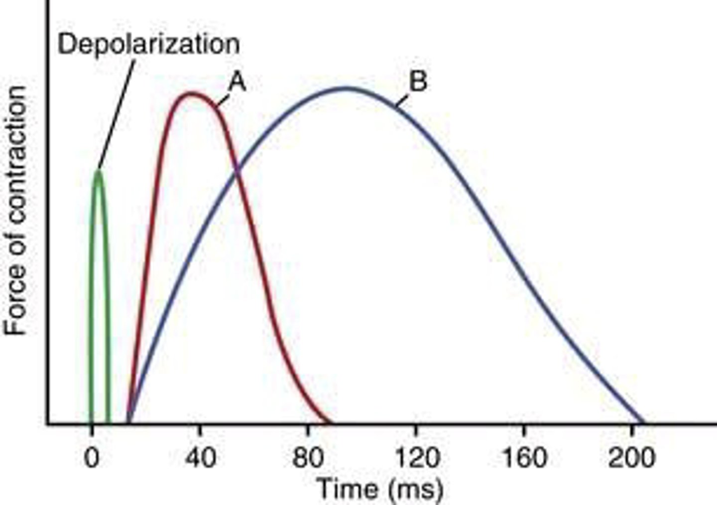 <p>The diagram illustrates the single isometric twitch characteristics of two skeletal muscles, A and B, in response to a depolarizing stimulus.</p><p>The delay between the termination of the transient depolarization of the muscle membrane and the onset of muscle contraction observed in both muscles A and B reflects the time necessary for which of the following events to occur?</p><p>A) ADP to be released from the myosin head</p><p>B) ATP to be synthesized</p><p>C) Ca++ to accumulate in the sarcoplasm</p><p>D) G-actin to polymerize into F-actin</p><p>E) Myosin head to complete one cross-bridge cycle</p>