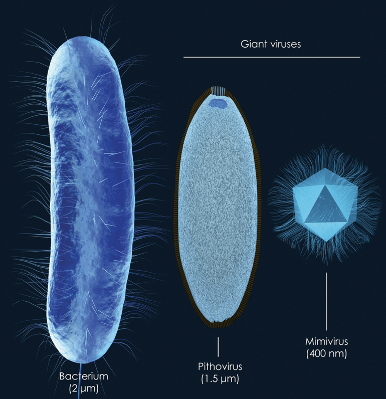 <p>• Viruses cannot process energy and rely on host cells to make copies of their genetic material</p><p>• Exception: Giant Viruses can make their own proteins</p>