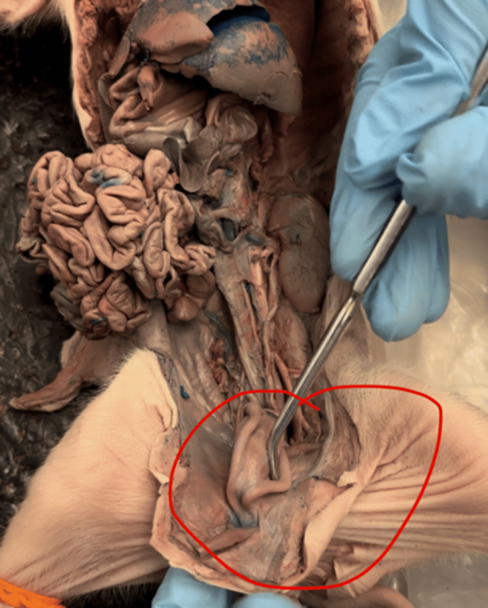 <p>low oxygenated blood</p>