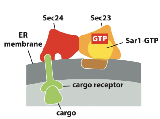 <p>inner coat proteins (Sec23 and Sec24), cargo proteins via cargo receptors, and other necessary protein → building large protein complex to be anchored in the membrane</p>