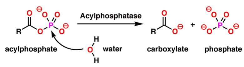 <p>What is the enzyme in this chemical reaction?</p>