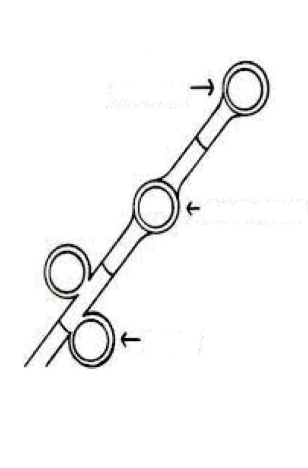 <p>Name the spore and its structures:</p>