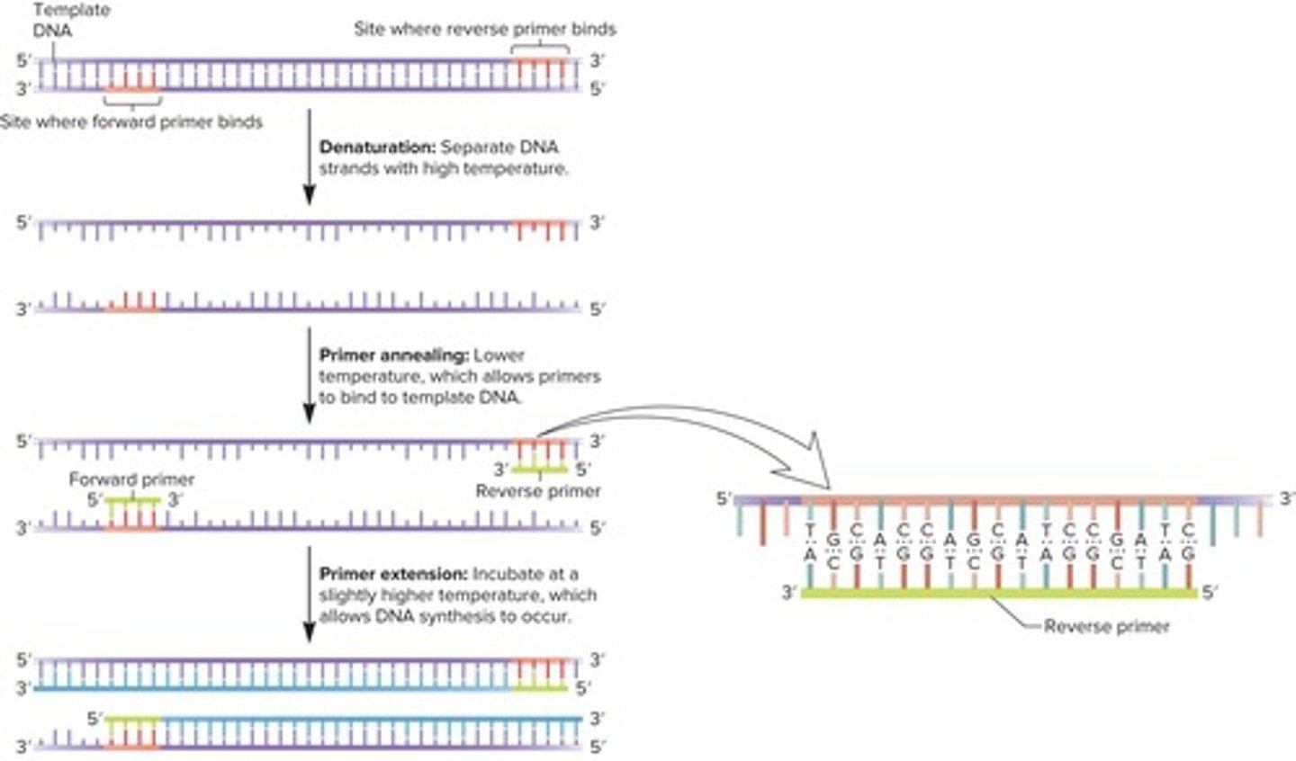 <p>The three steps of a PCR cycle are denaturing, annealing, and synthesis.</p>